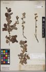 Foto von Salix aurita L.